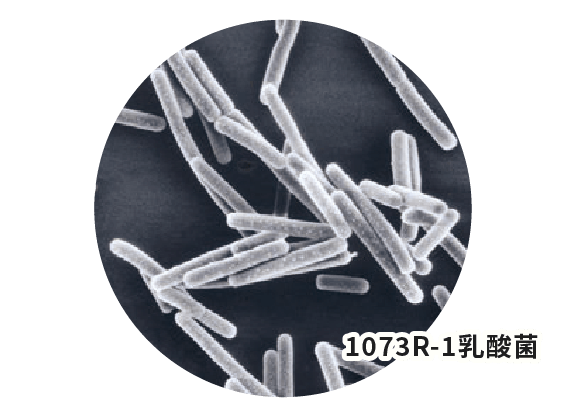 1073R-1乳酸菌