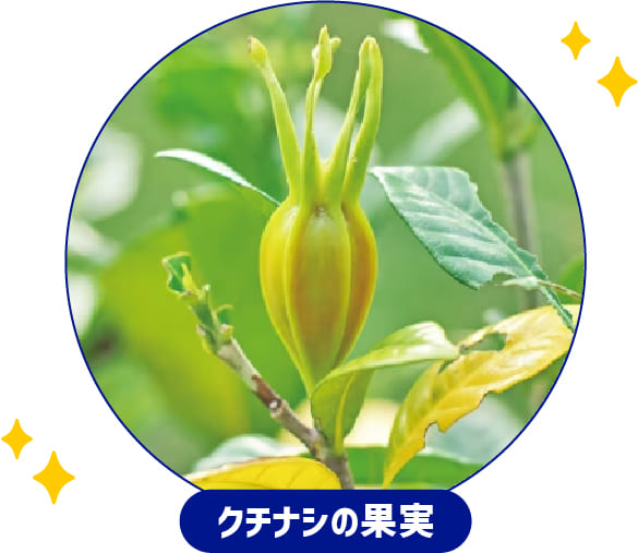 クチナシの果実の写真